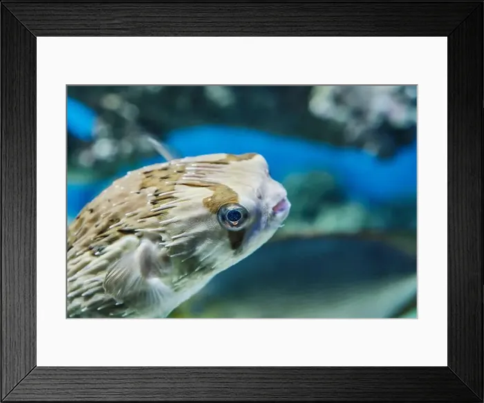 Framed Print : Close-up portrait of longspined porcupinefish Framed Print : Close-up portrait of longspined porcupinefish