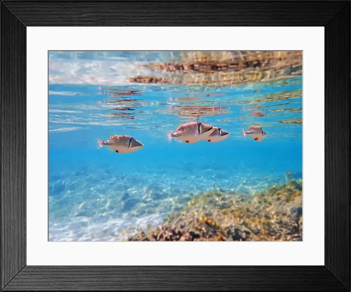 Framed Print : Assasi picasso triggerfish - Rhinecanthus assasi Framed Print : Assasi picasso triggerfish - Rhinecanthus assasi