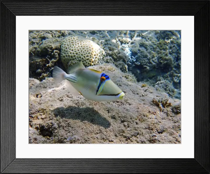 Framed Print : Assasi picasso triggerfish - Rhinecanthus assasi Framed Print : Assasi picasso triggerfish - Rhinecanthus assasi