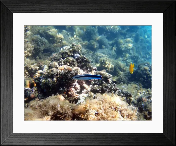 Framed Print : Bluestreak cleaner wrasse (Labroides dimidiatus), underwater photography Framed Print : Bluestreak cleaner wrasse (Labroides dimidiatus), underwater photography