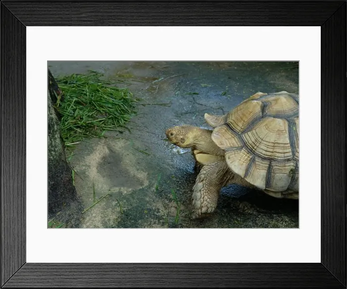Framed Print : Turtles and daily activities Framed Print : Turtles and daily activities