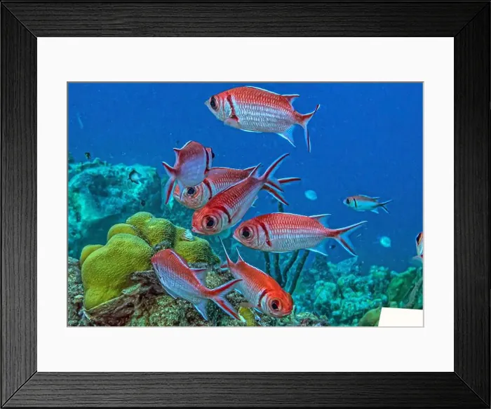 Framed Print : Myripristinae is a subfamily of the ray-finned fish family Holocentridae. They are typically known as soldierfish Framed Print : Myripristinae is a subfamily of the ray-finned fish family Holocentridae. They are typically known as soldierfish