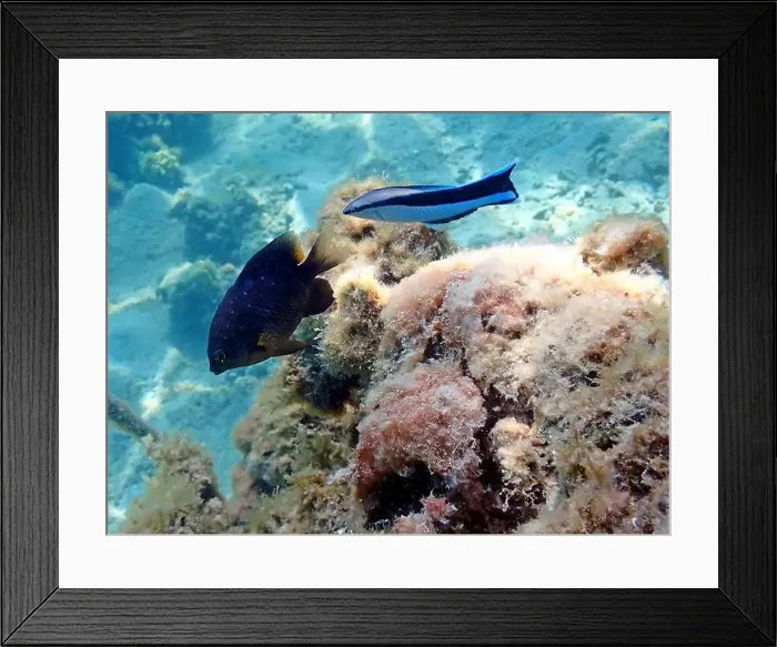Framed Print : Bluestreak cleaner wrasse (Labroides dimidiatus), underwater photography Framed Print : Bluestreak cleaner wrasse (Labroides dimidiatus), underwater photography