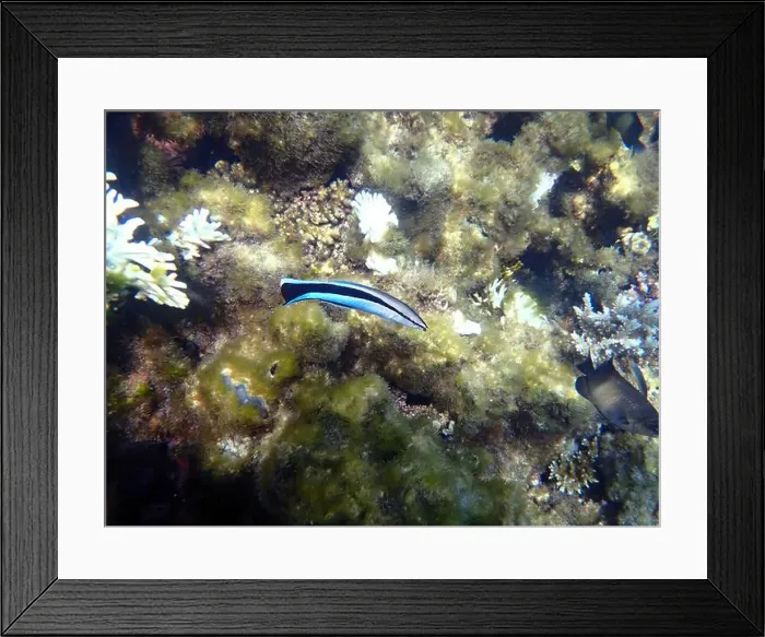 Framed Print : Bluestreak cleaner wrasse (Labroides dimidiatus), underwater photography Framed Print : Bluestreak cleaner wrasse (Labroides dimidiatus), underwater photography
