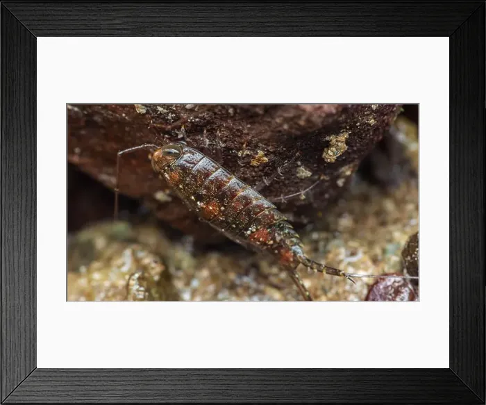 Framed Print : Close-up of a Sea Roach exploring the rocky surface of an intertidal zone Framed Print : Close-up of a Sea Roach exploring the rocky surface of an intertidal zone