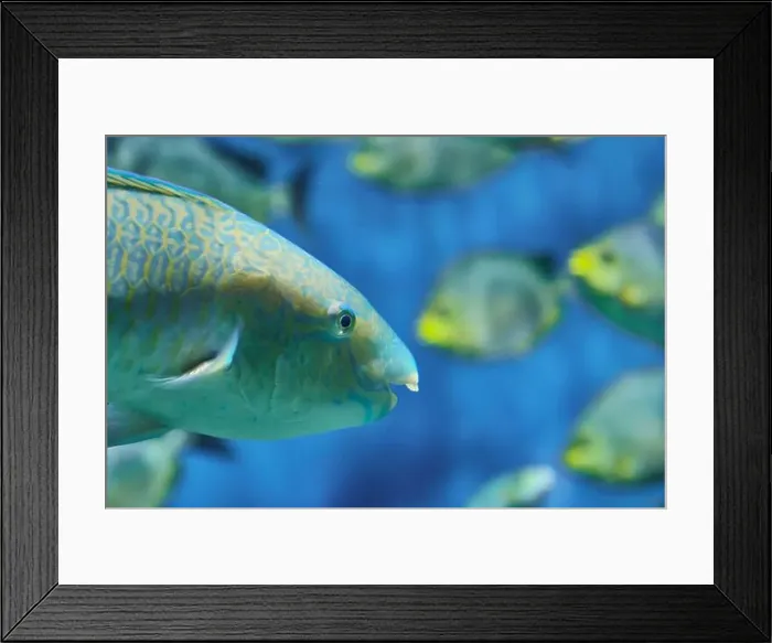Framed Print : Close-up of parrot fish, colorful fish with intricate scales and beak-like mouth Framed Print : Close-up of parrot fish, colorful fish with intricate scales and beak-like mouth
