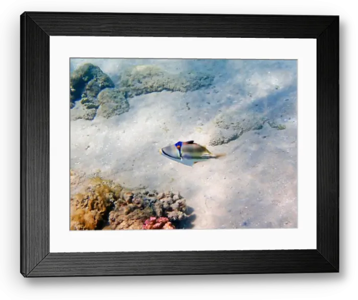 Framed Print : Assasi picasso triggerfish - Rhinecanthus assasi Framed Print : Assasi picasso triggerfish - Rhinecanthus assasi