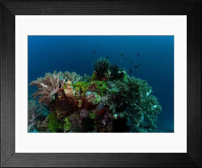 Framed Print : A bright vibrant coloured soft and hard coral reef with small fish swimming atop against a clear blue background