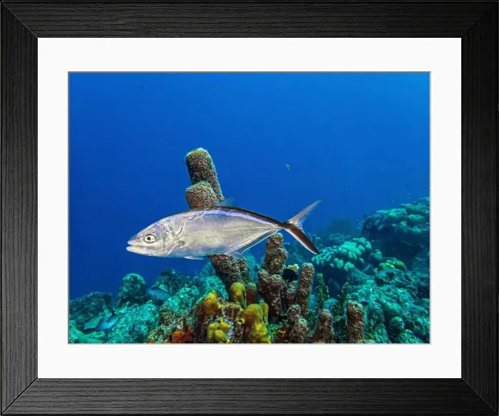 Framed Print : bar jack, Caranx ruber, also known as the carbonero Framed Print : bar jack, Caranx ruber, also known as the carbonero