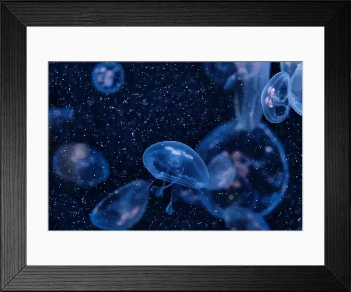 Framed Print : Several translucent jellyfish float gracefully in deep blue aquatic environment Framed Print : Several translucent jellyfish float gracefully in deep blue aquatic environment