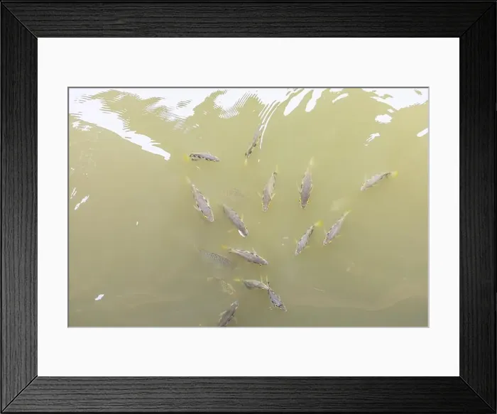 Framed Print : Archer fish or Blowpipe fish Framed Print : Archer fish or Blowpipe fish