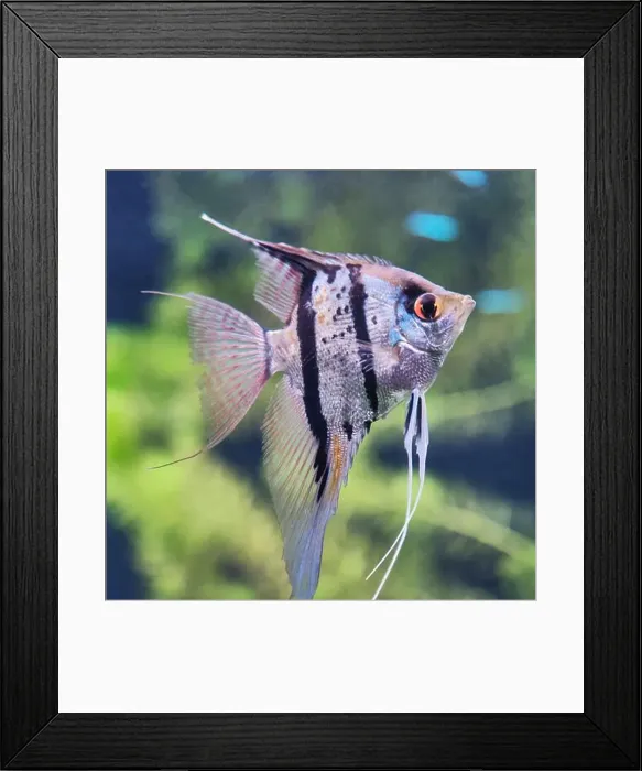 Framed Print : Close-up of striking angelfish with long fins Framed Print : Close-up of striking angelfish with long fins