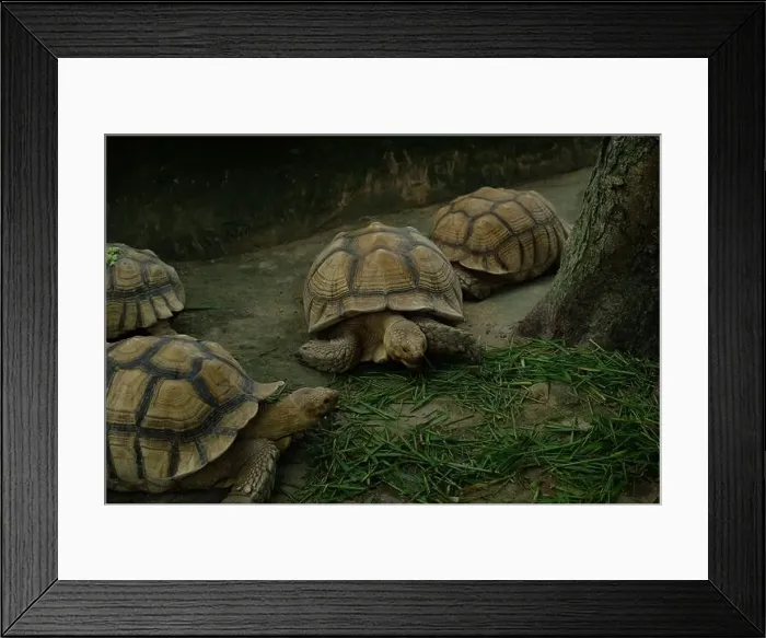 Framed Print : Turtles and daily activities Framed Print : Turtles and daily activities