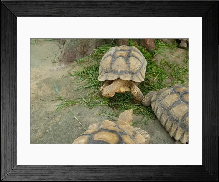 Framed Print : Turtles and daily activities Framed Print : Turtles and daily activities