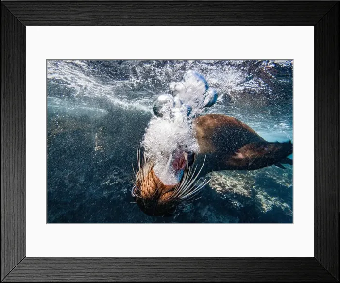 Framed Print : Adult Galapagos sea lion (Zalophus wollebaeki) underwater in the Galapagos Island Archipelago Framed Print : Adult Galapagos sea lion (Zalophus wollebaeki) underwater in the Galapagos Island Archipelago