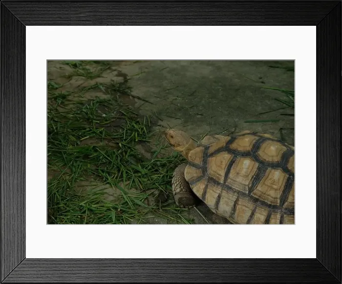 Framed Print : Turtles and daily activities Framed Print : Turtles and daily activities