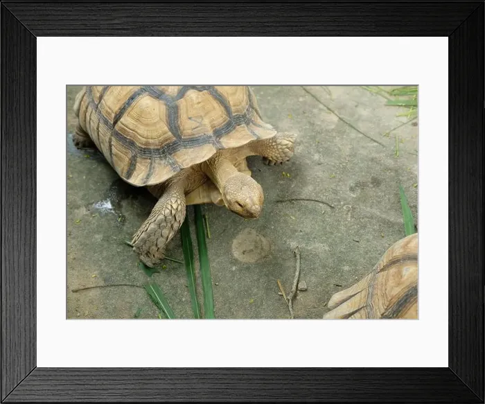 Framed Print : Turtles and daily activities Framed Print : Turtles and daily activities