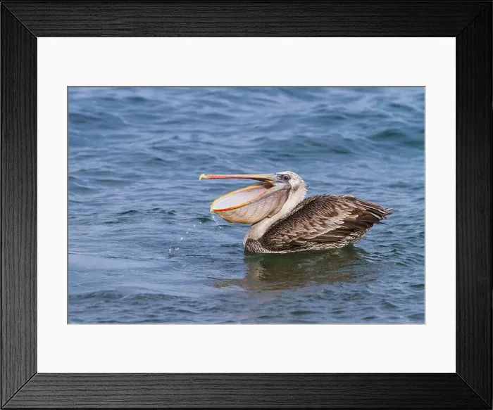 Framed Print : Galapagos brown pelican (Pelecanus occidentalis urinator) feeding in the Galapagos Island Archipelago Framed Print : Galapagos brown pelican (Pelecanus occidentalis urinator) feeding in the Galapagos Island Archipelago