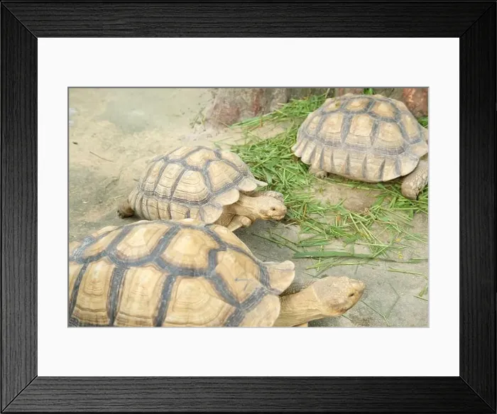 Framed Print : Turtles and daily activities Framed Print : Turtles and daily activities