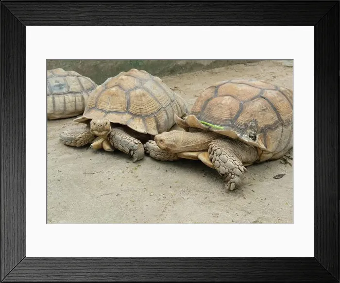 Framed Print : Turtles and daily activities Framed Print : Turtles and daily activities