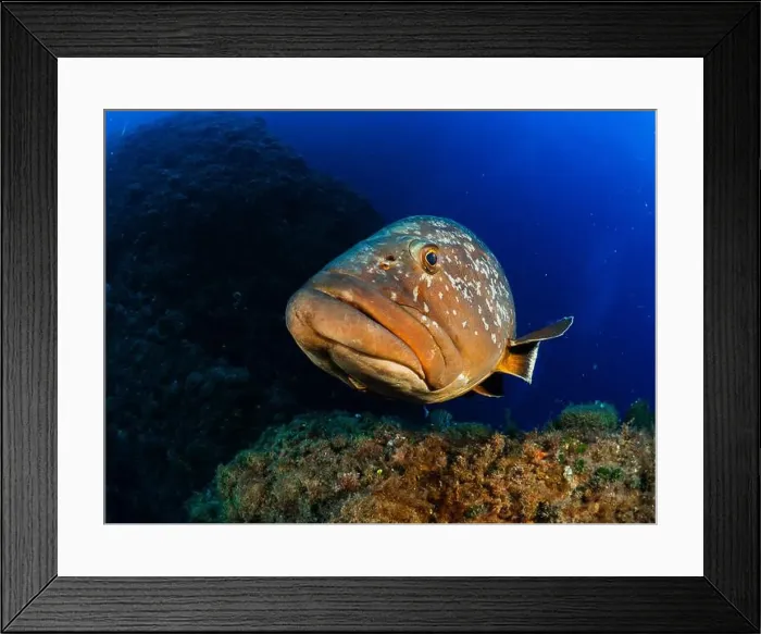 Framed Print : Close-up Dusky Grouper Epinephelous marginatus in Mediterranean sea in Medes Islands on blue background looking Framed Print : Close-up Dusky Grouper Epinephelous marginatus in Mediterranean sea in Medes Islands on blue background looking