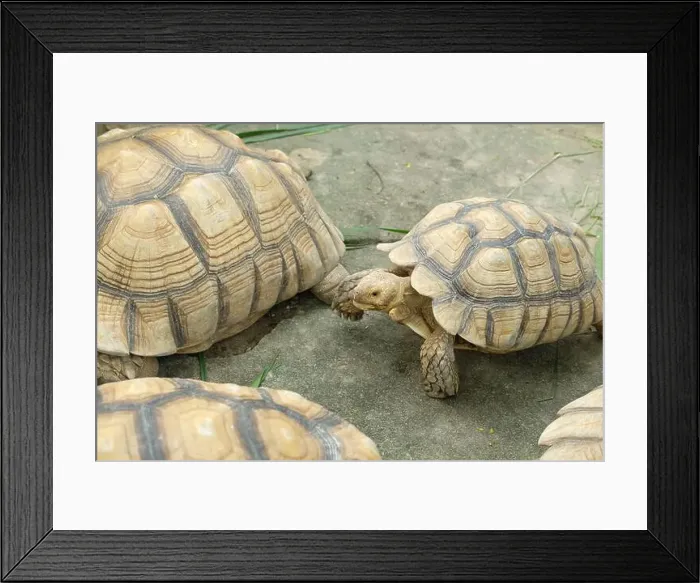 Framed Print : Turtles and daily activities Framed Print : Turtles and daily activities