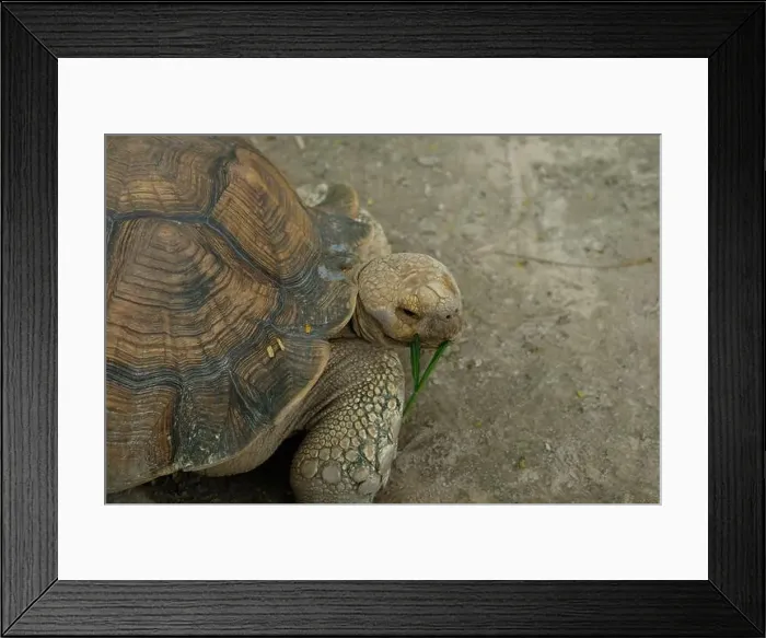 Framed Print : Turtles and daily activities Framed Print : Turtles and daily activities
