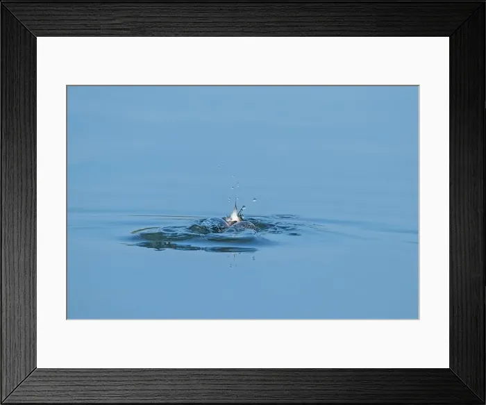 Framed Print : Bird, duck, diving bird diving into a clear blue lake water. Little Grebe, Tachybaptus ruficollis Framed Print : Bird, duck, diving bird diving into a clear blue lake water. Little Grebe, Tachybaptus ruficollis