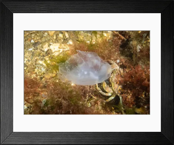 Framed Print : a small crab eating a moon jelly jellyfish on the seabed in the Netherlands Framed Print : a small crab eating a moon jelly jellyfish on the seabed in the Netherlands