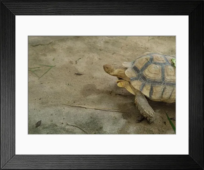 Framed Print : Turtles and daily activities Framed Print : Turtles and daily activities