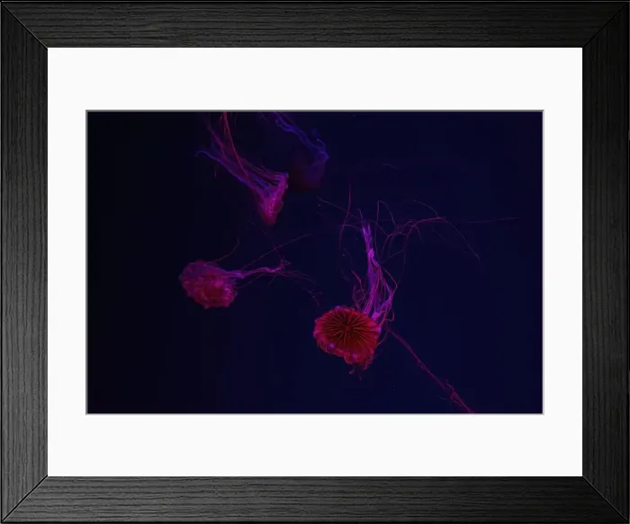 Framed Print : Group of jellyfish swimming underwater aquarium pool with red neon light Framed Print : Group of jellyfish swimming underwater aquarium pool with red neon light
