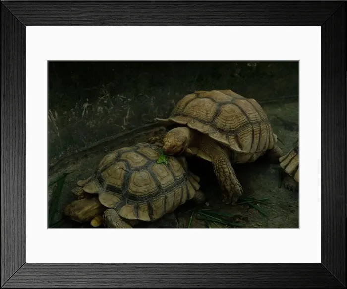 Framed Print : Turtles and daily activities Framed Print : Turtles and daily activities