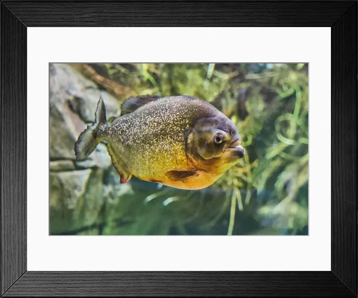 Framed Print : Close-up portrait of piranha, freshwater fish native to South American rivers Framed Print : Close-up portrait of piranha, freshwater fish native to South American rivers