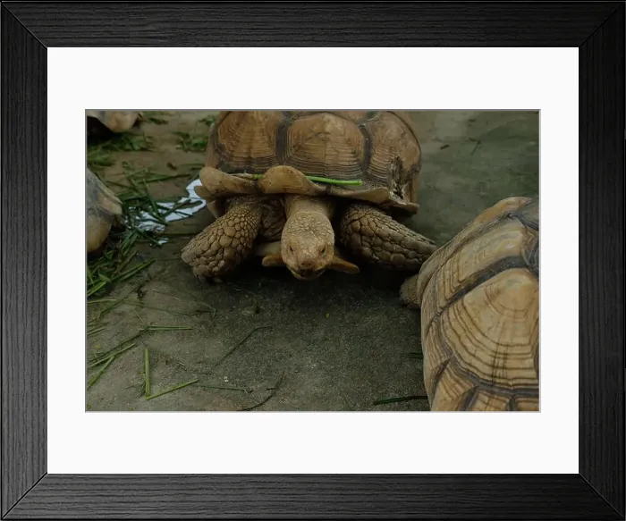 Framed Print : Turtles and daily activities Framed Print : Turtles and daily activities