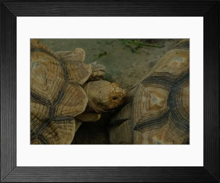 Framed Print : Turtles and daily activities Framed Print : Turtles and daily activities