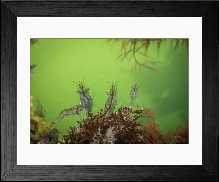 Framed Print : Cold salt water zeeland macro shrimp swimming in Dutch Netherlands scuba dive site Framed Print : Cold salt water zeeland macro shrimp swimming in Dutch Netherlands scuba dive site