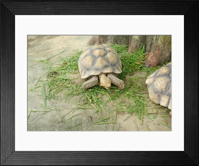 Framed Print : Turtles and daily activities Framed Print : Turtles and daily activities