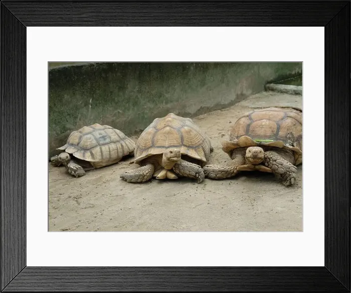 Framed Print : Turtles and daily activities Framed Print : Turtles and daily activities