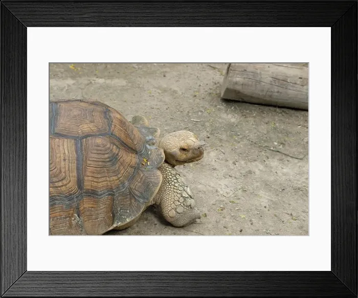 Framed Print : Turtles and daily activities Framed Print : Turtles and daily activities