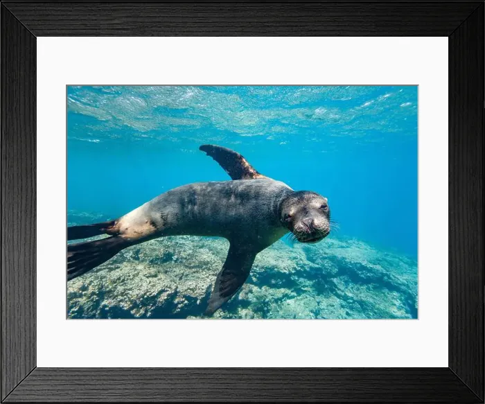 Framed Print : Young Galapagos sea lion (Zalophus wollebaeki) at play underwater in the Galapagos Island Archipelago Framed Print : Young Galapagos sea lion (Zalophus wollebaeki) at play underwater in the Galapagos Island Archipelago