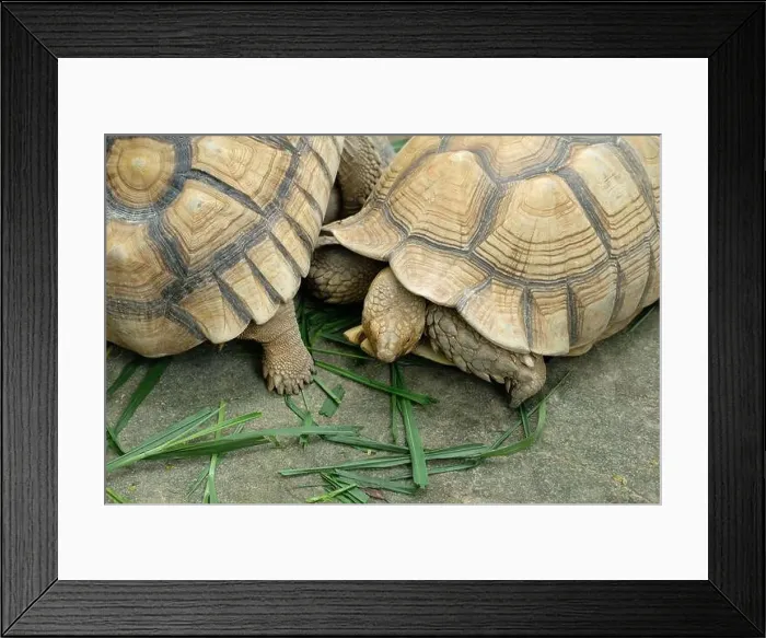 Framed Print : Turtles and daily activities Framed Print : Turtles and daily activities