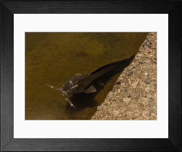 Framed Print : black catfish lies in shallow water, in a river in Thailand. Fish photo Framed Print : black catfish lies in shallow water, in a river in Thailand. Fish photo
