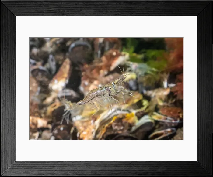 Framed Print : Cold salt water zeeland macro shrimp swimming in Dutch Netherlands scuba dive site Framed Print : Cold salt water zeeland macro shrimp swimming in Dutch Netherlands scuba dive site