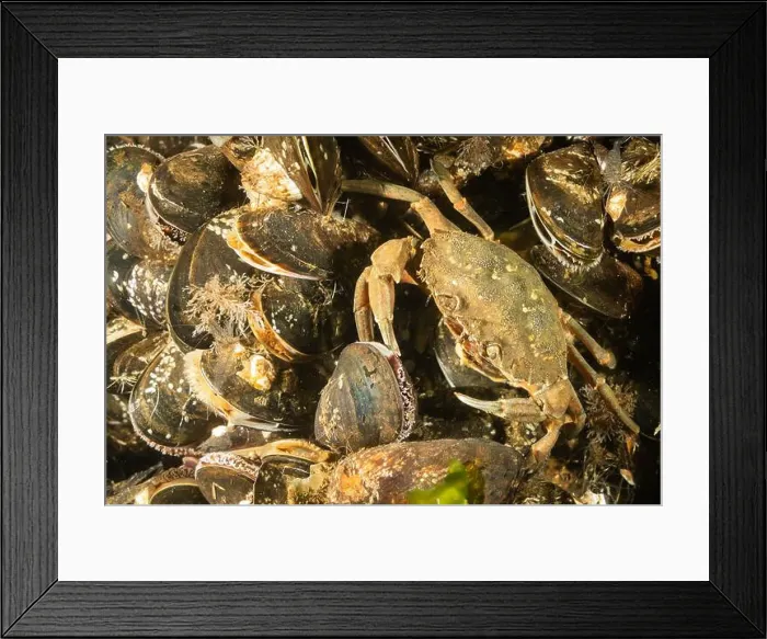 Framed Print : Cold salt water zeeland crab in Dutch Netherlands sea floor of mussel shells and shellfish Framed Print : Cold salt water zeeland crab in Dutch Netherlands sea floor of mussel shells and shellfish