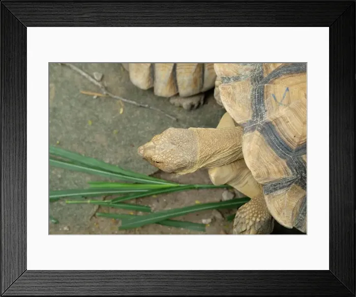 Framed Print : Turtles and daily activities Framed Print : Turtles and daily activities