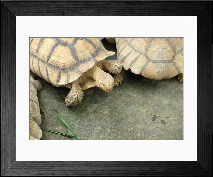 Framed Print : Turtles and daily activities Framed Print : Turtles and daily activities
