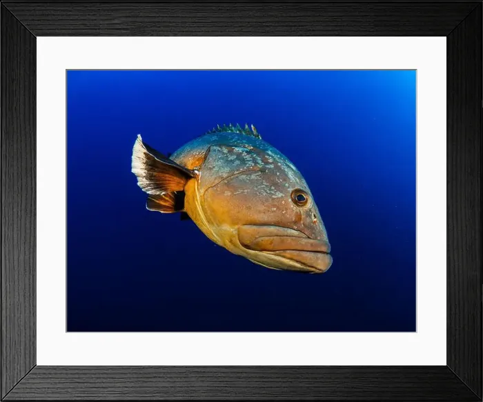 Framed Print : Close-up Dusky Grouper Epinephelous marginatus in Mediterranean sea in Medes Islands on blue background looking Framed Print : Close-up Dusky Grouper Epinephelous marginatus in Mediterranean sea in Medes Islands on blue background looking
