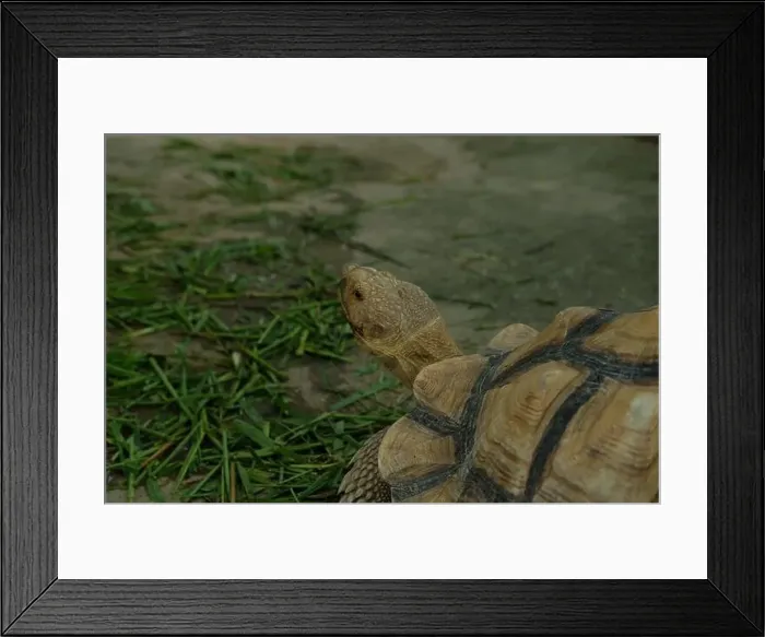 Framed Print : Turtles and daily activities Framed Print : Turtles and daily activities
