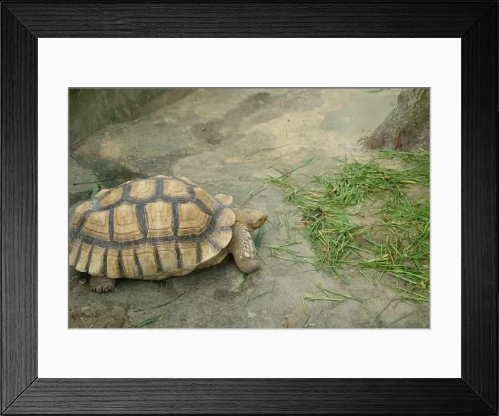 Framed Print : Turtles and daily activities Framed Print : Turtles and daily activities