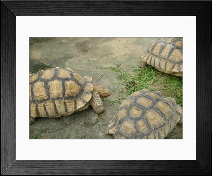 Framed Print : Turtles and daily activities Framed Print : Turtles and daily activities